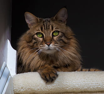 brown Maine coon cat lying on floor thumbnail