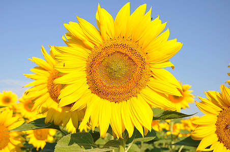 Sunflower, Yellow Flower thumbnail
