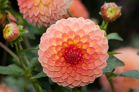selective focus photography of pink dahlias in bloom thumbnail
