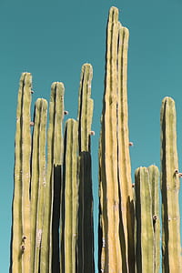 close photography of green cactus plant thumbnail