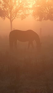 silhouette photo of horse near tree thumbnail