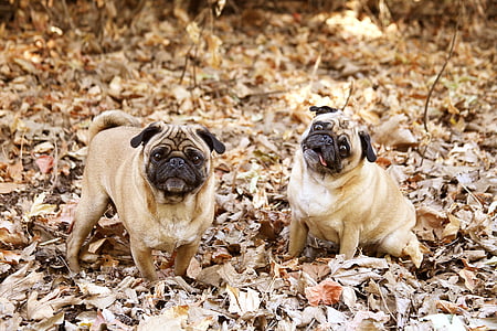 two adult fawn pugs thumbnail