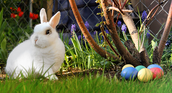 white rabbit near assorted-color Easter eggs thumbnail
