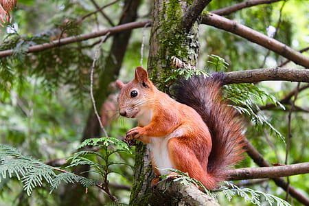 red squirrel on brand thumbnail