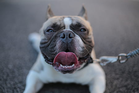 selective focus photography of American bully puppy thumbnail