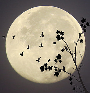 Midnight Flight, Moonlight Flight thumbnail