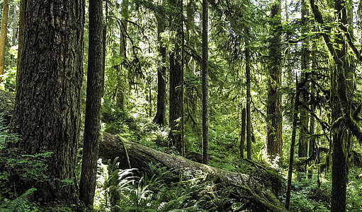 Forest at Olympic National Park, Washington thumbnail