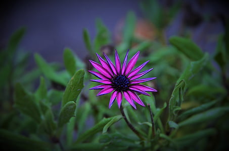 purple flower thumbnail