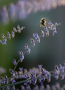 yellow bee perched on purple petaled flower thumbnail