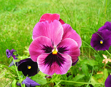 selective focus photo of pink petaled flowers thumbnail