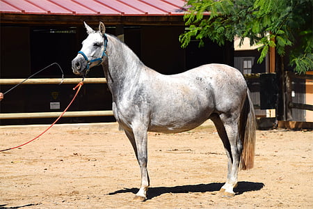 gray horse thumbnail