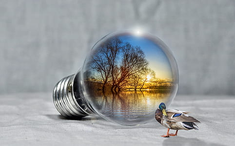 gray mallard duck near incandescent bulb with bodies of water and trees during golden hour thumbnail