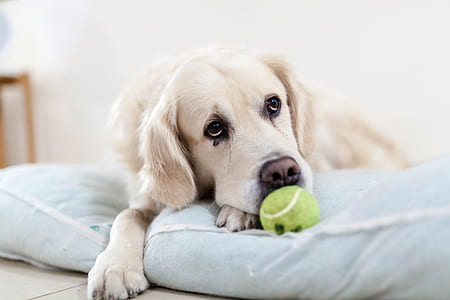 adult golden retriever on focus photo thumbnail