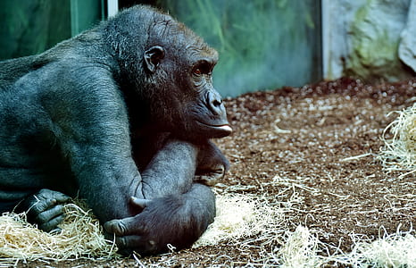selective focus photography of gorilla prone lying on ground at daytime thumbnail
