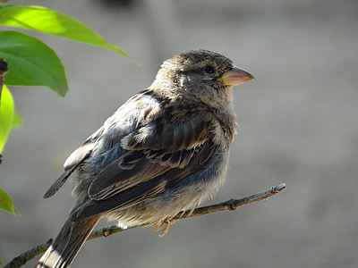 black bird on brown branch thumbnail