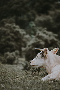 shallow focus photography of white cow lying on grass field thumbnail