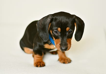 short-coated black puppy thumbnail
