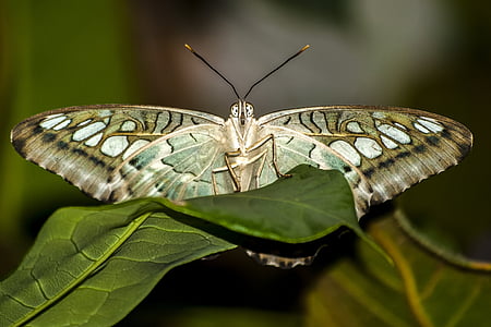 brown, white, and green butterfly on green leaf thumbnail
