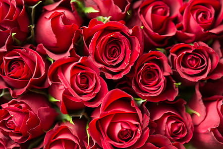 close-up photography of red rose flowers thumbnail