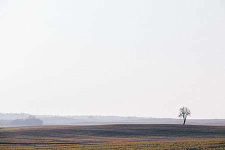 one green tree in the middle of brown field thumbnail