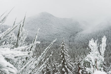 focus photo of trees covered with snow near mountain thumbnail