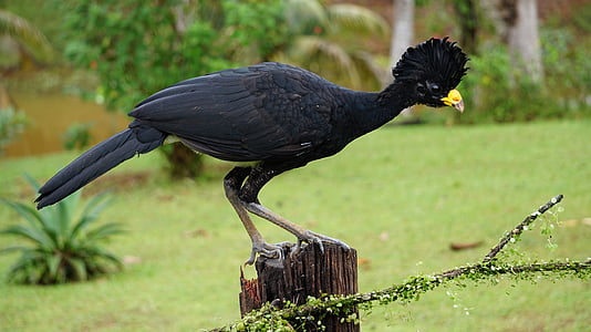 black and yellow bird on tree stump thumbnail
