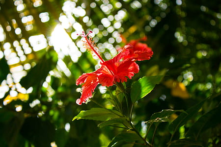 close-up photo of red hibiscus in bloom at daytime thumbnail