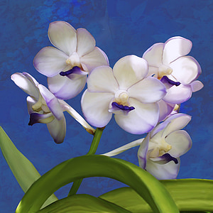 white and purple petaled flowers thumbnail