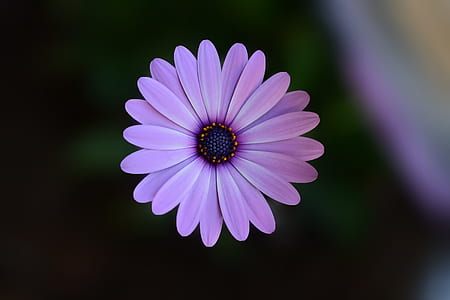 nature, summer, purple, texture thumbnail
