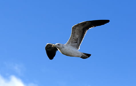 Seagull Flying thumbnail