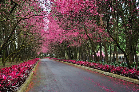 asphalt road in between pink trees thumbnail