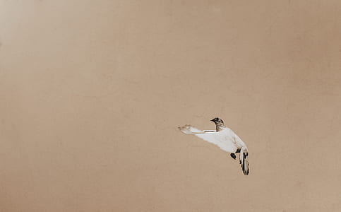 white and brown flying bird thumbnail