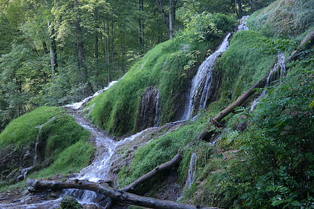 flowing river surrounded by green leaf trees thumbnail