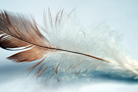 shallow focus photography of white and brown feather thumbnail