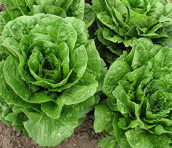 closeup of green leafed plant thumbnail
