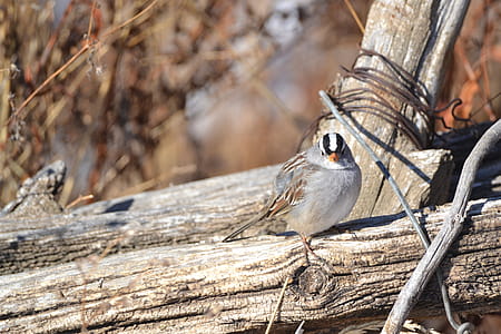 Focused Photography of Gray Bird thumbnail