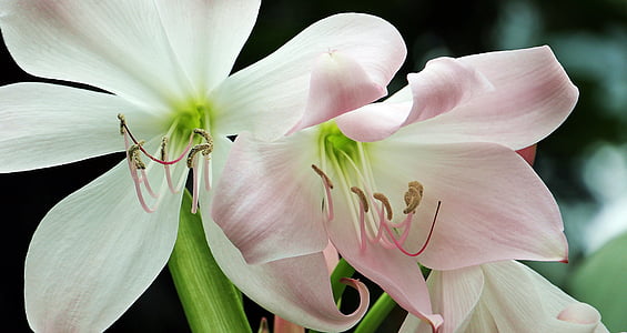 pink-and-white lily flower closeup photography thumbnail