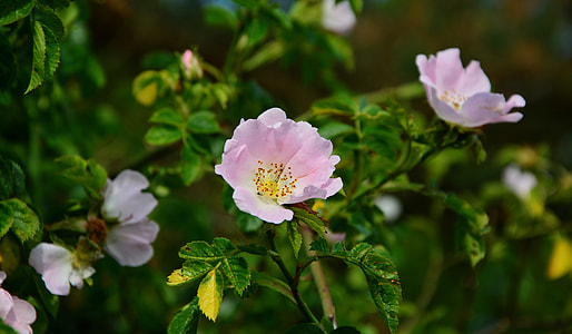selective focus photography of pink beach rose flowers on bloom thumbnail