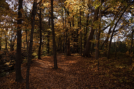 Autumn Forests Full of Foliage at Pewit's Nest, Wisconsin thumbnail