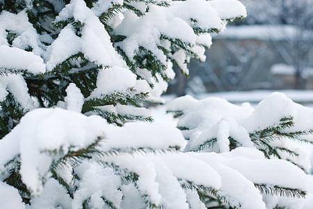 close up photography of snow covered tree thumbnail
