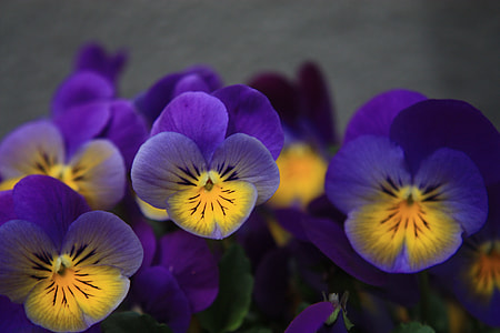 macro photography of purple pansy flowers thumbnail