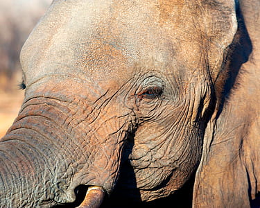 shallow focus photography of elephant thumbnail