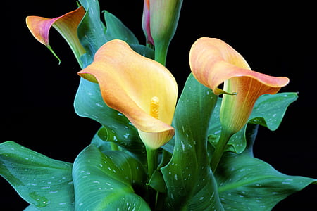 yellow-and-pink calla lilies in bloom thumbnail