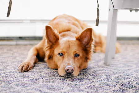 brown dog lying on rug thumbnail