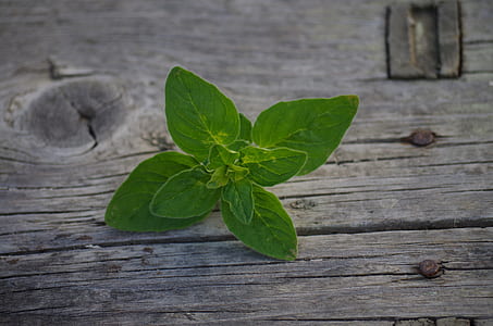 macro photography of green leafed plant thumbnail