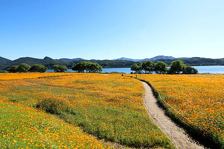 yellow flower field near tall green trees and lake at daytime thumbnail