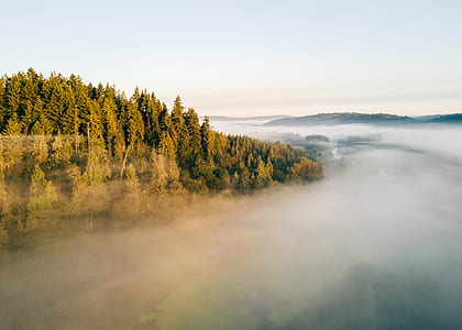 pine trees beside fog under white clouds thumbnail