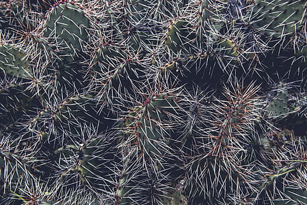 green cactus thumbnail