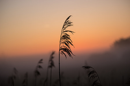 silhouette photography of grass thumbnail