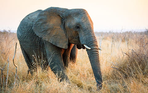 grey elephant thumbnail